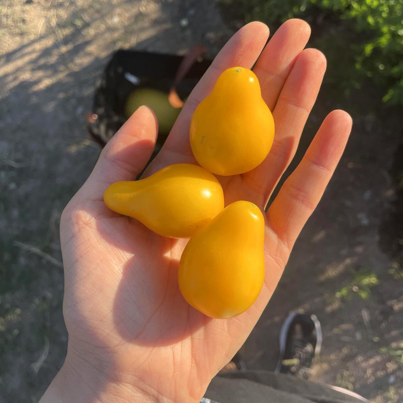 Beams Sarı Armut Domatesi Tohumu – Tatlı ve Zesty Aromalı Sarı Cherry