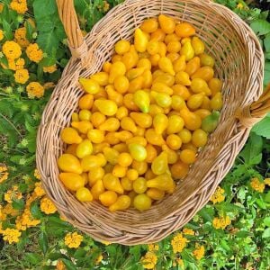 Beams Sarı Armut Domatesi Tohumu – Tatlı ve Zesty Aromalı Sarı Cherry