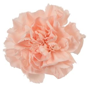 Kokulu kayısı bodur karanfil fidesi dianthus sweet pleasure apricot