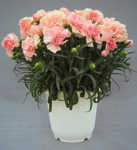 Kokulu kayısı bodur karanfil fidesi dianthus sweet pleasure apricot