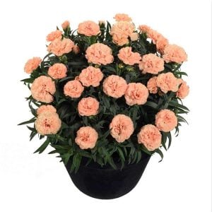 Kokulu kayısı bodur karanfil fidesi dianthus sweet pleasure apricot