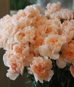 Kokulu kayısı bodur karanfil fidesi dianthus sweet pleasure apricot