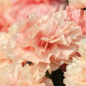 Kokulu kayısı bodur karanfil fidesi dianthus sweet pleasure apricot