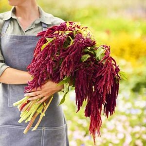 Sarkan horozibiği çiçeği tohumu amaranthus love lies bleeding