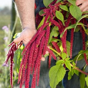 Sarkan horozibiği çiçeği tohumu amaranthus love lies bleeding