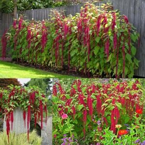 Sarkan horozibiği çiçeği tohumu amaranthus love lies bleeding