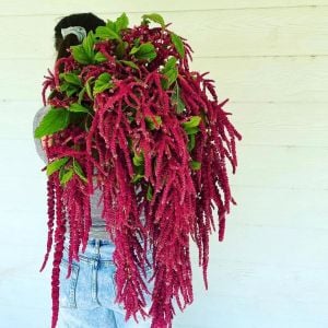 Sarkan horozibiği çiçeği tohumu amaranthus love lies bleeding