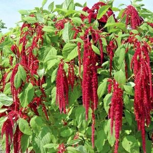 Sarkan horozibiği çiçeği tohumu amaranthus love lies bleeding