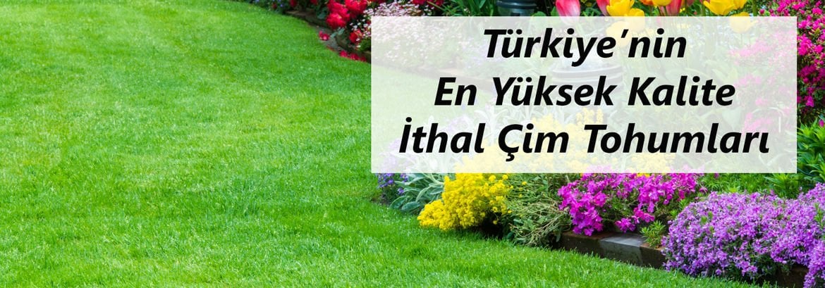 Yazlık çiçek soğanları