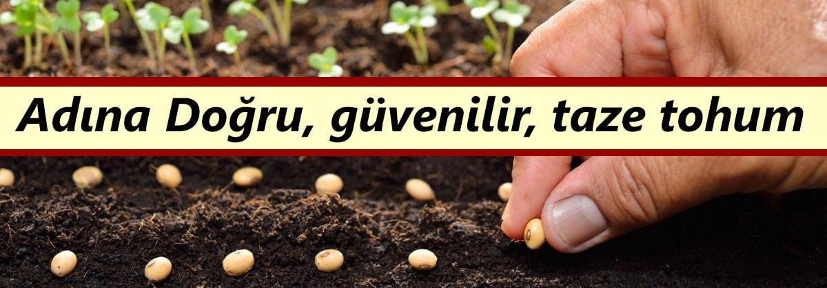 Domates tohumları
