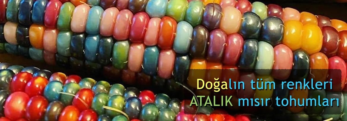 Mısır Tohumları
